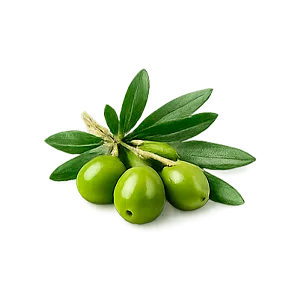 Hipernorme — Olivo en polvo (Olea europaea)